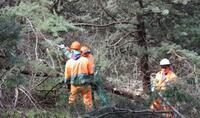 Operai forestali, a Catania da due mesi senza stipendio. Intervenga l'assessore Sammartino 